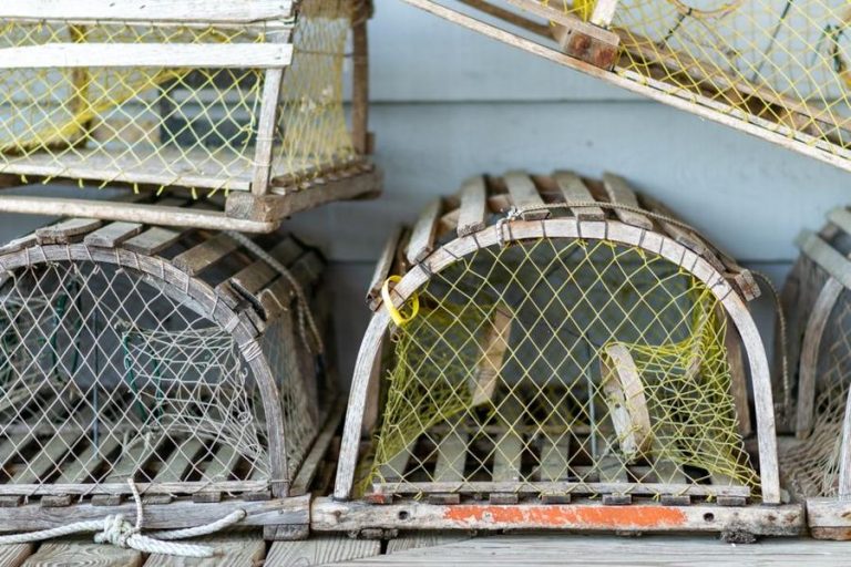 profitable trap collapse — Fotó: Hilary Halliwell / Pexels