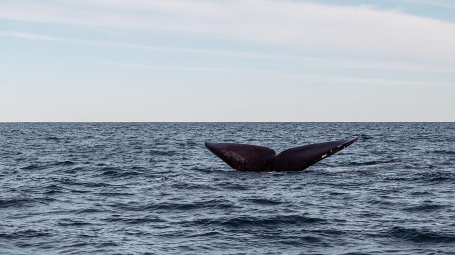whale trading strategy — Fotó: ema reynares / Pexels